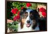 Australian Shepherd Portrait-Zandria Muench Beraldo-Framed Photographic Print