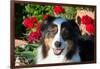 Australian Shepherd Portrait-Zandria Muench Beraldo-Framed Photographic Print