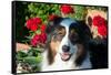 Australian Shepherd Portrait-Zandria Muench Beraldo-Framed Stretched Canvas