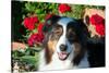 Australian Shepherd Portrait-Zandria Muench Beraldo-Stretched Canvas