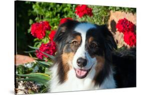 Australian Shepherd Portrait-Zandria Muench Beraldo-Stretched Canvas