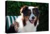 Australian Shepherd Portrait-Zandria Muench Beraldo-Stretched Canvas