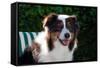 Australian Shepherd Portrait-Zandria Muench Beraldo-Framed Stretched Canvas