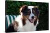 Australian Shepherd Portrait-Zandria Muench Beraldo-Stretched Canvas