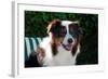 Australian Shepherd Portrait-Zandria Muench Beraldo-Framed Photographic Print