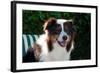 Australian Shepherd Portrait-Zandria Muench Beraldo-Framed Photographic Print