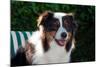 Australian Shepherd Portrait-Zandria Muench Beraldo-Mounted Photographic Print