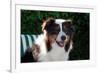 Australian Shepherd Portrait-Zandria Muench Beraldo-Framed Photographic Print