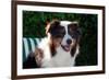 Australian Shepherd Portrait-Zandria Muench Beraldo-Framed Photographic Print