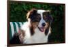 Australian Shepherd Portrait-Zandria Muench Beraldo-Framed Photographic Print