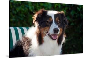 Australian Shepherd Portrait-Zandria Muench Beraldo-Stretched Canvas