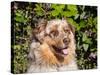 Australian Shepherd Portrait-Zandria Muench Beraldo-Stretched Canvas