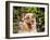 Australian Shepherd Portrait-Zandria Muench Beraldo-Framed Premium Photographic Print