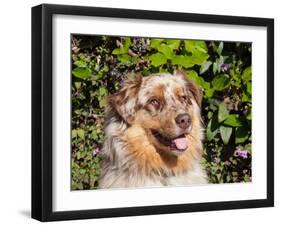 Australian Shepherd Portrait-Zandria Muench Beraldo-Framed Premium Photographic Print