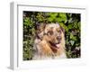 Australian Shepherd Portrait-Zandria Muench Beraldo-Framed Premium Photographic Print