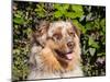 Australian Shepherd Portrait-Zandria Muench Beraldo-Mounted Premium Photographic Print