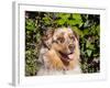 Australian Shepherd Portrait-Zandria Muench Beraldo-Framed Photographic Print