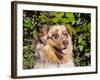 Australian Shepherd Portrait-Zandria Muench Beraldo-Framed Photographic Print