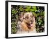 Australian Shepherd Portrait-Zandria Muench Beraldo-Framed Photographic Print