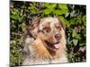 Australian Shepherd Portrait-Zandria Muench Beraldo-Mounted Photographic Print