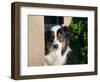 Australian Shepherd Portrait-Zandria Muench Beraldo-Framed Photographic Print