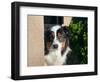 Australian Shepherd Portrait-Zandria Muench Beraldo-Framed Photographic Print