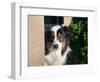 Australian Shepherd Portrait-Zandria Muench Beraldo-Framed Photographic Print