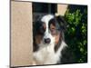 Australian Shepherd Portrait-Zandria Muench Beraldo-Mounted Photographic Print