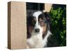 Australian Shepherd Portrait-Zandria Muench Beraldo-Stretched Canvas