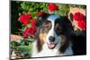 Australian Shepherd Portrait-Zandria Muench Beraldo-Mounted Photographic Print