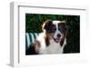 Australian Shepherd Portrait-Zandria Muench Beraldo-Framed Photographic Print