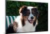 Australian Shepherd Portrait-Zandria Muench Beraldo-Mounted Photographic Print