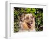 Australian Shepherd Portrait-Zandria Muench Beraldo-Framed Photographic Print