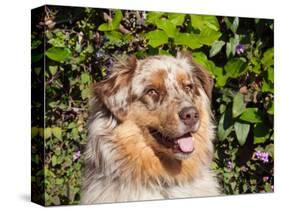 Australian Shepherd Portrait-Zandria Muench Beraldo-Stretched Canvas