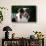 Australian Shepherd Portrait-Zandria Muench Beraldo-Stretched Canvas displayed on a wall