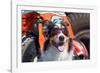 Australian Shepherd Search and Rescue Dog-Zandria Muench Beraldo-Framed Photographic Print