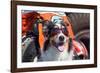 Australian Shepherd Search and Rescue Dog-Zandria Muench Beraldo-Framed Photographic Print