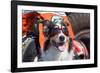 Australian Shepherd Search and Rescue Dog-Zandria Muench Beraldo-Framed Photographic Print