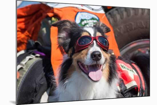 Australian Shepherd Search and Rescue Dog-Zandria Muench Beraldo-Mounted Photographic Print