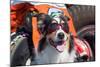 Australian Shepherd Search and Rescue Dog-Zandria Muench Beraldo-Mounted Photographic Print