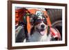 Australian Shepherd Search and Rescue Dog-Zandria Muench Beraldo-Framed Photographic Print