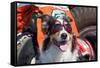 Australian Shepherd Search and Rescue Dog-Zandria Muench Beraldo-Framed Stretched Canvas