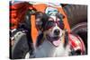 Australian Shepherd Search and Rescue Dog-Zandria Muench Beraldo-Stretched Canvas