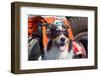 Australian Shepherd Search and Rescue Dog-Zandria Muench Beraldo-Framed Photographic Print