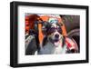 Australian Shepherd Search and Rescue Dog-Zandria Muench Beraldo-Framed Photographic Print