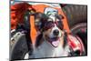 Australian Shepherd Search and Rescue Dog-Zandria Muench Beraldo-Mounted Photographic Print