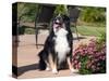 Australian Shepherd Sitting on Patio-Zandria Muench Beraldo-Stretched Canvas