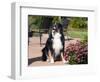 Australian Shepherd Sitting on Patio-Zandria Muench Beraldo-Framed Photographic Print