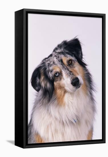 Australian Shepherd Tilting Head-DLILLC-Framed Stretched Canvas