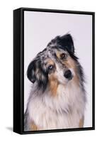 Australian Shepherd Tilting Head-DLILLC-Framed Stretched Canvas